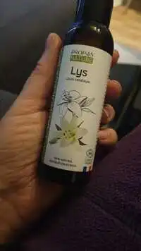 PROPOS'NATURE - Lys lilium candidum